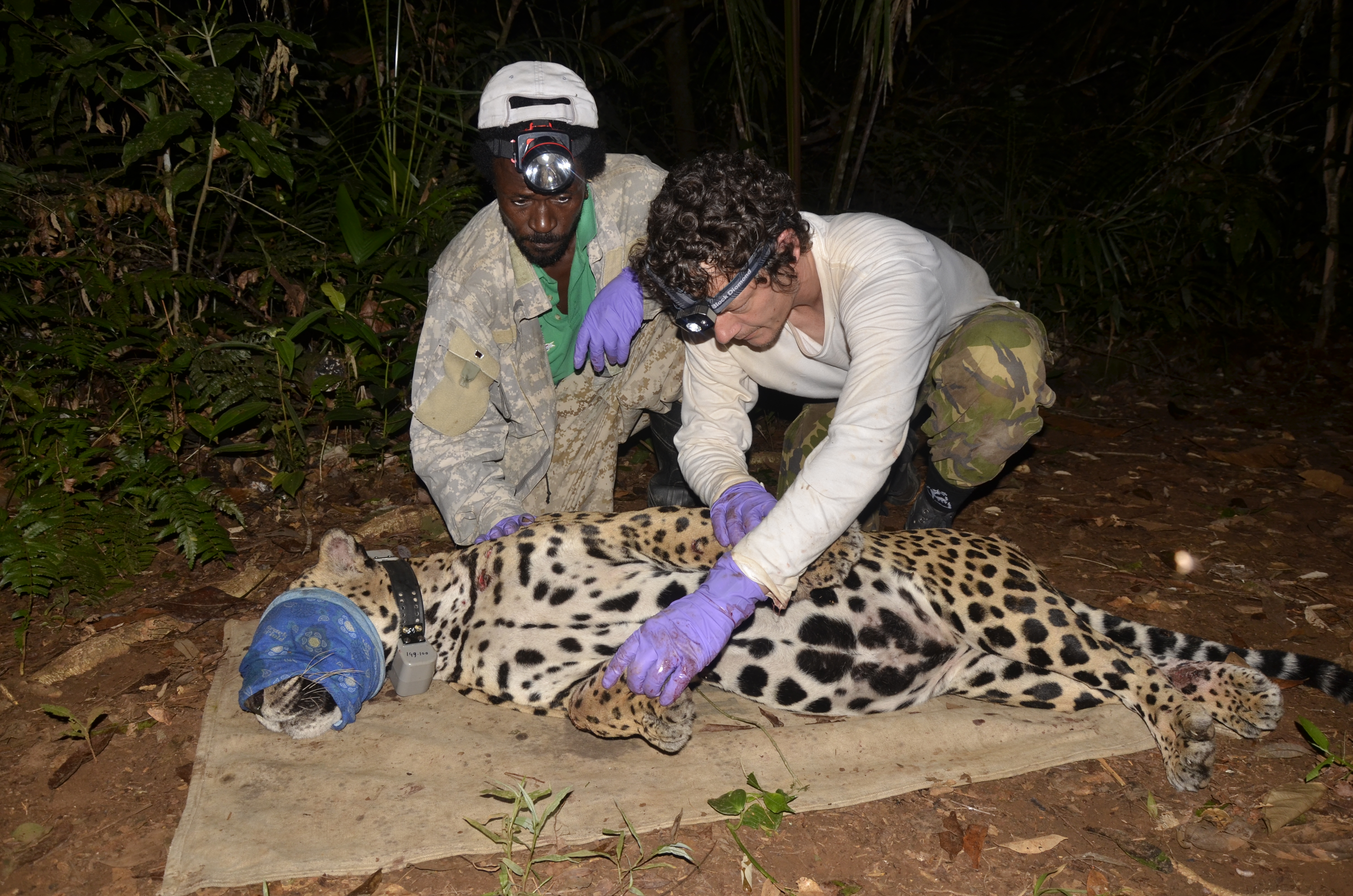 Arturo (Ben's namesake) and I GPS collaring Ben.